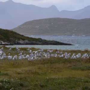 Sommaröy  Kvalöya Herbst 2009