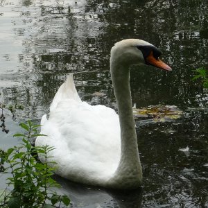 k dafnaftreffen06
