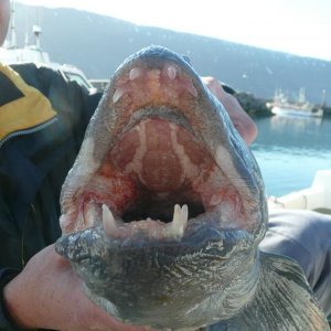 Island Angeln ;09 006