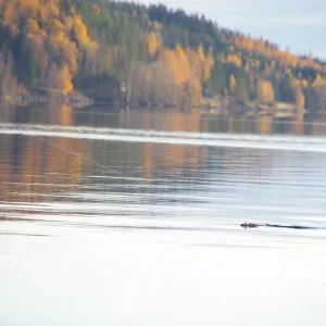 Mein neuer Seiten-Paravan (weiss leider nicht das deutsche Wort dafür) im Einsatz