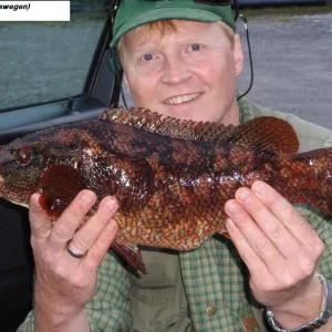 Lippfisch  aus Südwest Norwegen
