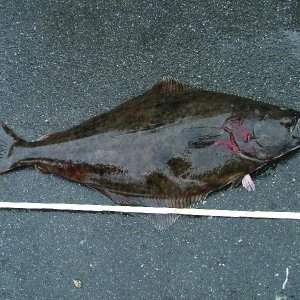 Mai 2004 nicht von mir Gefangen