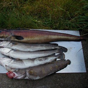 von oben nach unten ; Blauleng , 3x Leng und Lumb