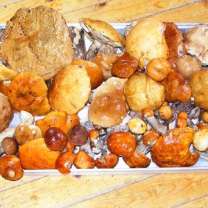 1 stunde im Wald und 4 stunden putzen und schneiden zum trocknen