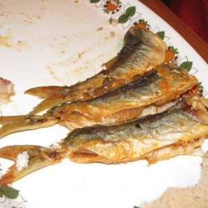 Heringe frisch gefangen am 1. angeltag schmecken lecker