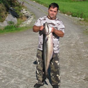 Seelachs 1.05 m und 10 kg