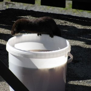 Mink ( Nerz ) am fischeimer