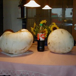 Bovist  Doppelpack.jpg