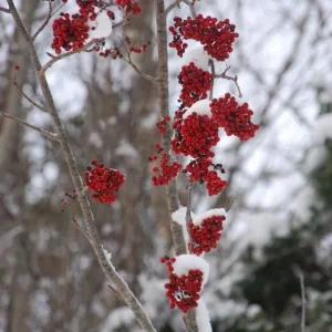 Norwegen,Winter 2009,2010 009