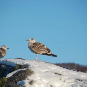 Norwegen,Winter 2009,2010 049