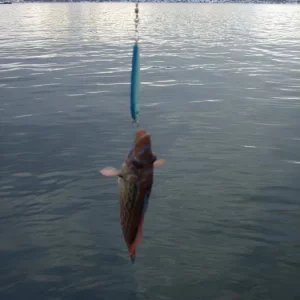 Norwegen,Winter 2009,2010 088