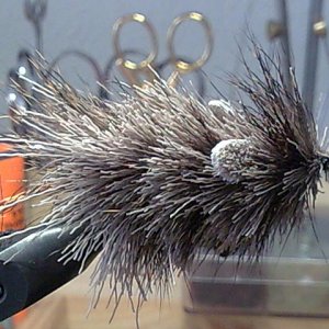 Rehhaarmaus vor der so genannten Beschneidung    (AUA )