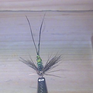 Maifliege mit einen so genannten
Extended Body