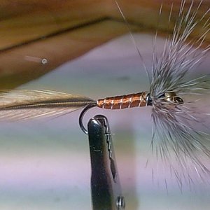 Medusa
Haken Hayabusa 376 #8