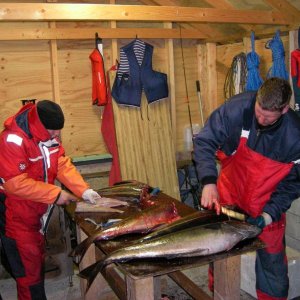 Fischverarbeitung