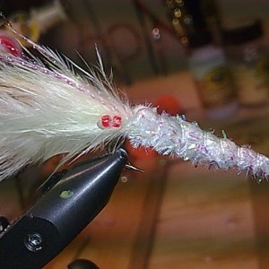 Shrimp
