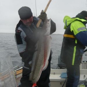 Mein zweiter Meterfisch !!!
Ein Leng von 1,25m und 11,5 kg
gefangen in Flatanger Norwegen 04,2010
