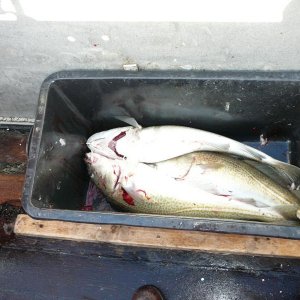 Und erste Fische in Kistengröße stellen sich auch ein.