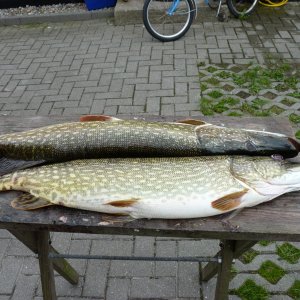 Wessels Hechte