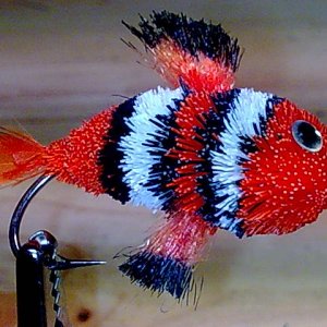 Clownfish2