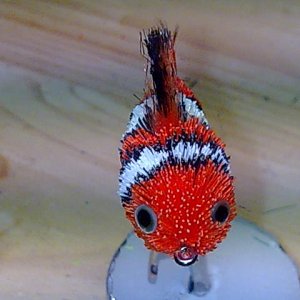 Clownfish