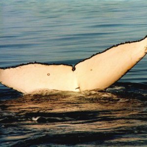 Hervey Bay Australien
Buckelwal