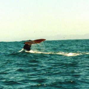 Kaikoura Neeseeland
Pottwal