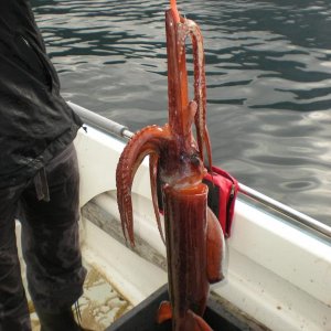 Romsdalfjord 2010 076