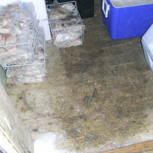 Der Boden des Gefrierhauses in mattgrünen Schimmer