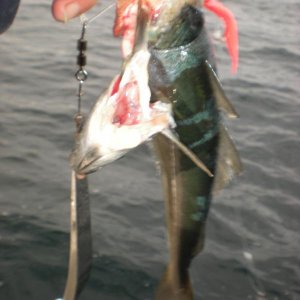Steigen 2010 012