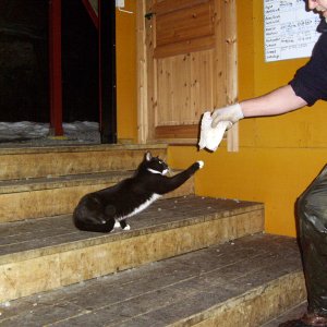 znkatze