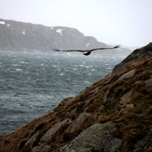 Adler2
