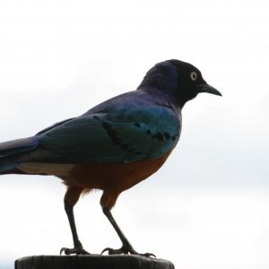 IMG 0734