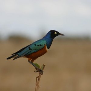 IMG 0749