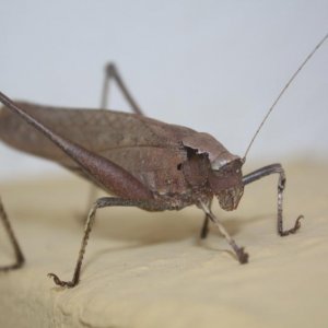 IMG 3535