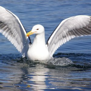 Möwe 800x600
