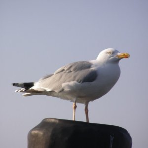P4100029 800x600