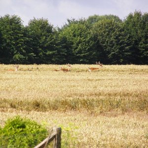P7080224 800x600