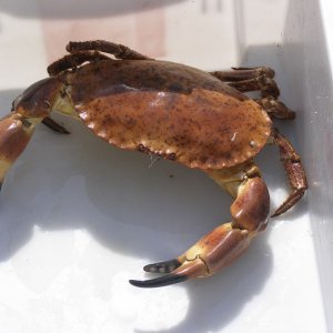 P8030012 800x600