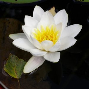P8220025 578x600
