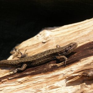 P4120017 800x600