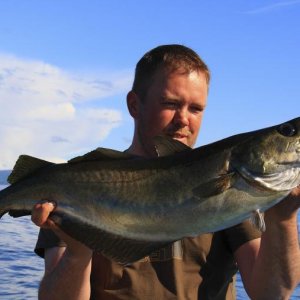 Pollack 83cm