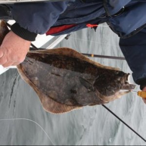 Mein erster Heilbutt mit 65 cm. Er schwimmt wieder.