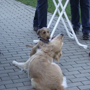 unser Kampfdackel gibt ja nie auf