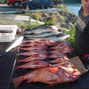 Viele Rote Fische
