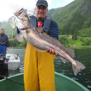Schöner Seehecht