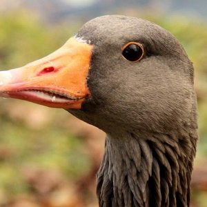 Portrait einer Wildgans2