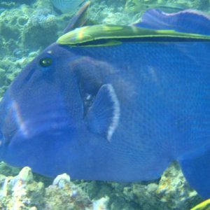 Fisch 1