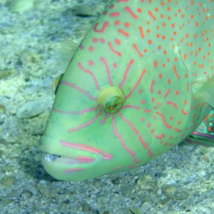 Fisch 2