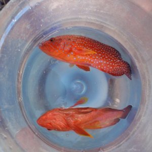 Fisch